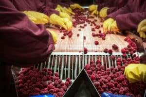 Workings sort through raspberries at a food processing plant