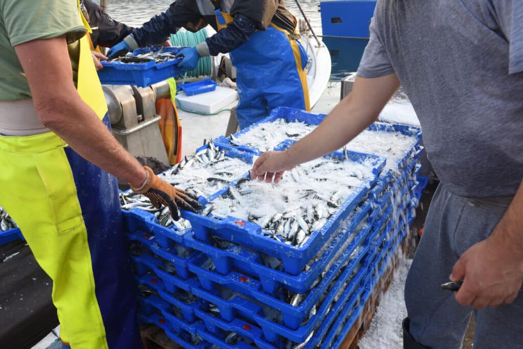 Bins, totes and crates used in fish processing facilities